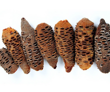 Load image into Gallery viewer, Banksia Seed Pod
