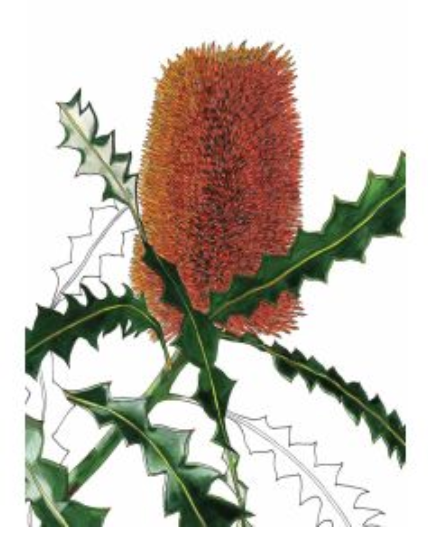 Orange Banksia Greeting Card