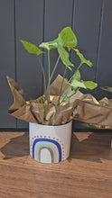 Load and play video in Gallery viewer, Plant &amp; Pot 4 Ready To Gift
