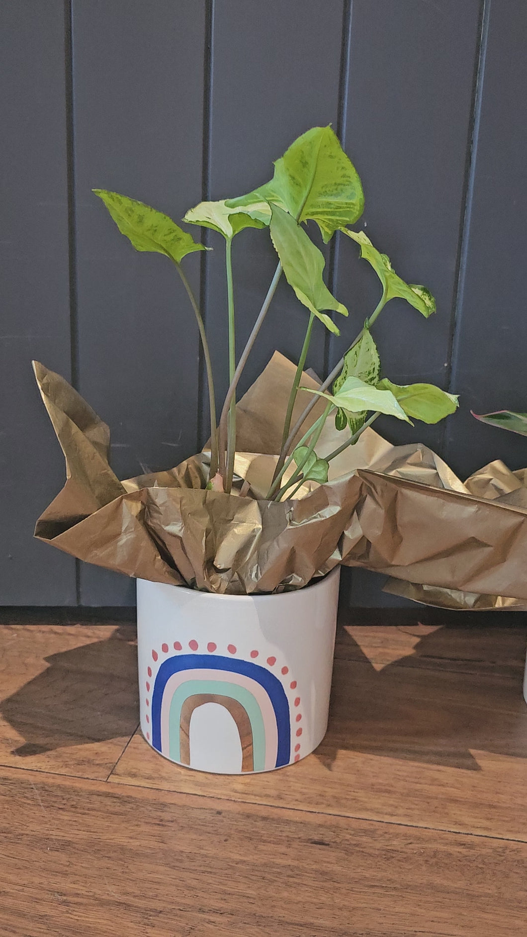 Plant & Pot 3 Ready To Gift