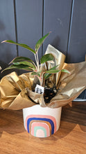 Load image into Gallery viewer, Plant &amp; Pot 2 Ready To Gift
