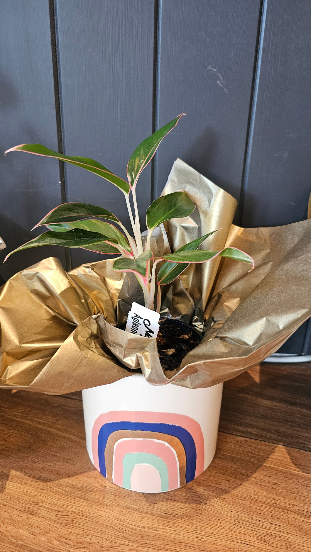 Plant & Pot 2 Ready To Gift