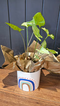 Load image into Gallery viewer, Plant &amp; Pot 1 Ready To Gift
