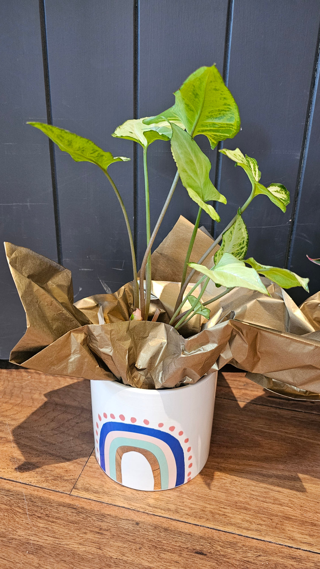 Plant & Pot 1 Ready To Gift