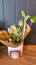 Load image into Gallery viewer, Plant &amp; Pot 4 Ready To Gift
