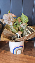 Load image into Gallery viewer, Plant &amp; Pot 3 Ready To Gift
